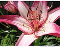 Picture Title - Pink Lily