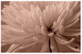 Picture Title - White Chrysanthemum