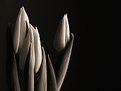 Picture Title - selenium tulips