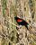 Redwing Blackbird II