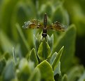 Picture Title - Dragonfly