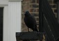 Picture Title - crow (i think)