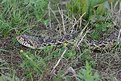 Picture Title - Bull Snake