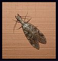 Picture Title - Dobsonfly