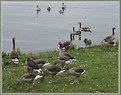 Picture Title - One big Goose family