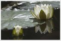 Picture Title - Water Lily