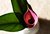 Red Calla Lilly