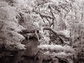 Picture Title - Rainbow Springs Florida