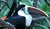 tucan