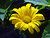 marguerite daisy