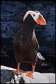 Picture Title - Tufted Puffin