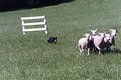 Picture Title - Hearding