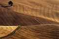 Picture Title - Harvest Time...