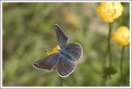 Picture Title - Common Blue (Female)