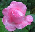 Picture Title - Rainy Rose