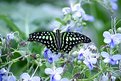 Picture Title - Tailed Jay Butterfly