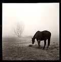 Picture Title - In the Fog