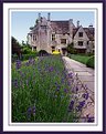 Picture Title - Lavender, Avebury Manor