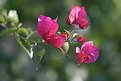 Picture Title - Bougainvillea