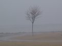 Picture Title - Tree in the Mist