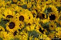 Picture Title - Sunflowers Galore