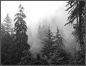 Picture Title - Foggy II