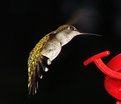 Picture Title - Hummer in the dark