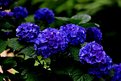 Picture Title - Cobalt Blue Hydrangea