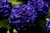 Cobalt Blue Hydrangea Blossom