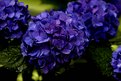 Picture Title - Cobalt Blue Hydrangea Blossom