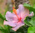 Picture Title - Hibiscus