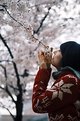 Picture Title - Drinking Cherry blossoms