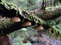 Picture Title - Hanging Fungi