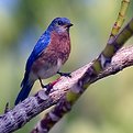 Picture Title - Bluebird  @2