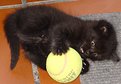 Picture Title - cat & tennis