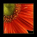 Picture Title - Gerbera up close