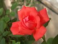 Picture Title - Another Macro Rose Shot