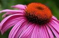 Picture Title - Purple Cone Flower Close Up
