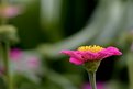 Picture Title - Zinnia with Yellow Crown
