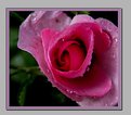 Picture Title - rose d'amour