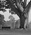 El Viejo Arbol