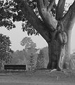 Picture Title - El Viejo Arbol