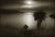 Cabbage Trees at Taiaroa