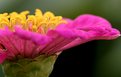 Picture Title - Zinnia Close Up Right