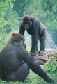 Picture Title - Gorilla