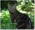 Picture Title - Phoebe in the woods