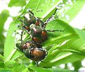 Picture Title - Beetle Sex