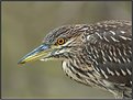 Picture Title - Black-crowned Night Heron (Immature)