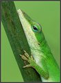 Picture Title - Green Anole