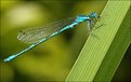 Picture Title - Agrion